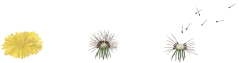 Nažehlovačka Púpava