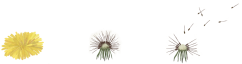 Nažehlovačka Púpava